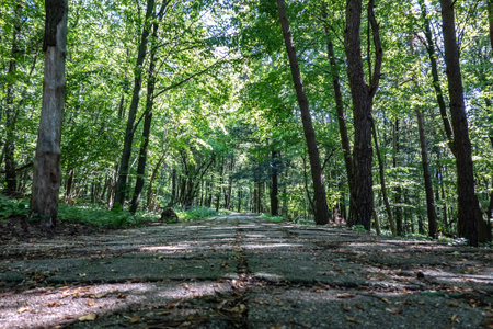 Old historical trail in the forest park