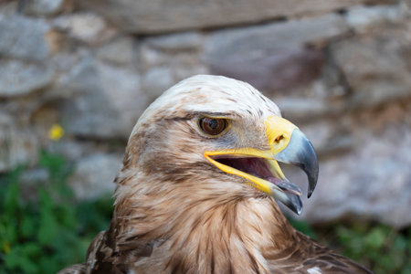 A beautiful posing eagle from the Slovak mountains
