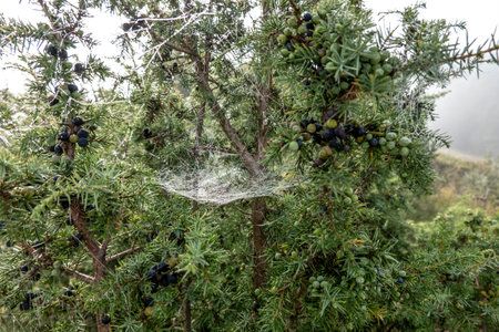 A cobweb during a cold morning in the fog in Octoberの写真素材