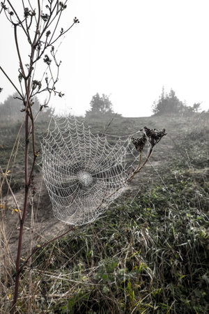A cobweb during a cold morning in the fog in October