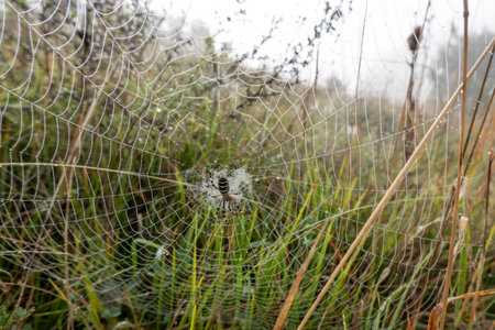 A spider sitting in the middle of a web in the morning mist waiting for its victimの写真素材