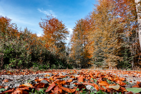 Beautiful autumn nature full of fallen leavesの写真素材