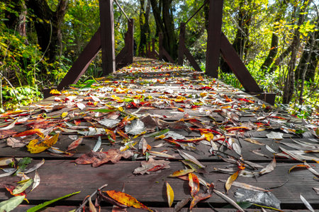 Beautiful autumn nature with a wooden bridge over the swamp of the dead end of the Laborec river in the Oborin region, Slovakiaの写真素材