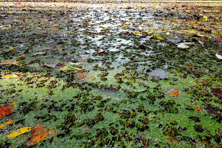 Marsh of the dead arm of the Laborec river, Slovakia Oborinの写真素材
