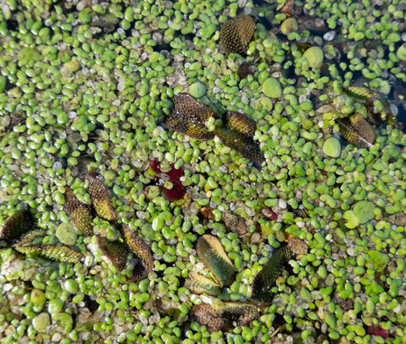 Marsh of the dead arm of the Laborec river, Slovakia Oborinの写真素材