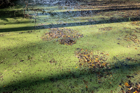 Marsh of the dead arm of the Laborec river, Slovakia Oborinの写真素材