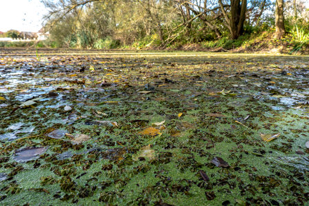Marsh of the dead arm of the Laborec river, Slovakia Oborin
