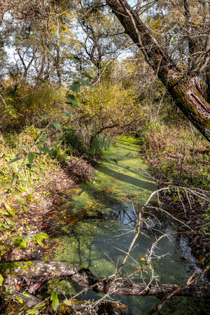 Marsh of the dead arm of the Laborec river, Slovakia Oborin