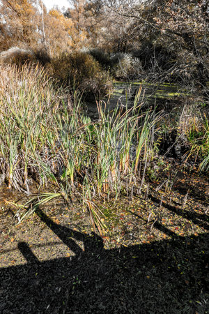 Marsh of the dead arm of the Laborec river, Slovakia Oborinの写真素材