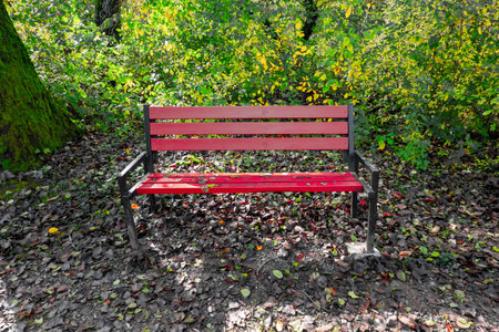 Beautiful looking autumn in sunny weather in the parkの写真素材