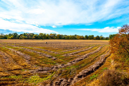 Beautiful looking autumn in sunny weather in the parkの写真素材