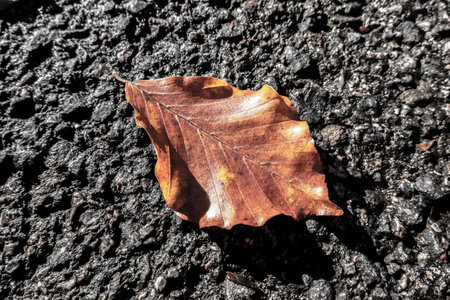 Beautiful autumn nature full of fallen leaves