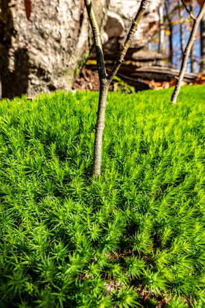 Green moss in autumn in the primeval forestの写真素材