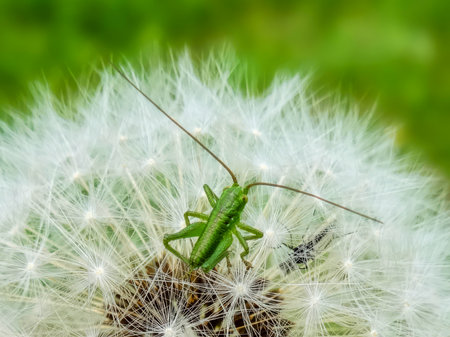 A small green insect sits on a blooming dandelionの写真素材