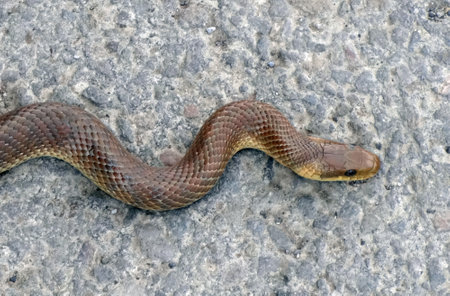 A reptile of the blind on an asphalt roadの写真素材