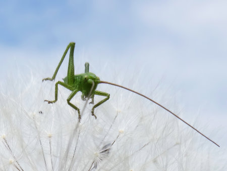 A small green insect sits on a blooming dandelion