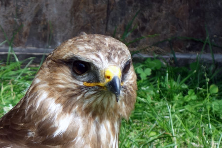 The hawk observes the photographer with its excellent eyesight