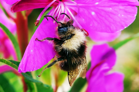 Mountain bumblebee on mountain bloomの写真素材