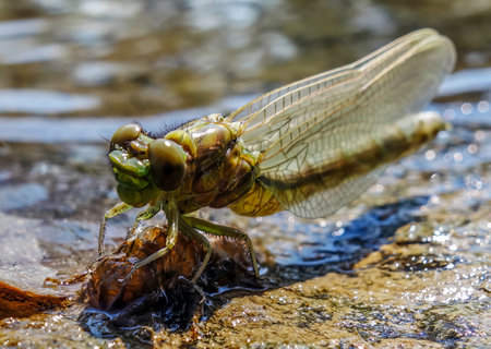 The birth of a dragonfly on the river bankの写真素材