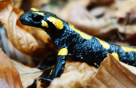 Spotted salamander resting in the forestの写真素材