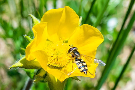 Hover fly chose a mountain flower full of pollen and nectar, it is a flying insect that is a strong...