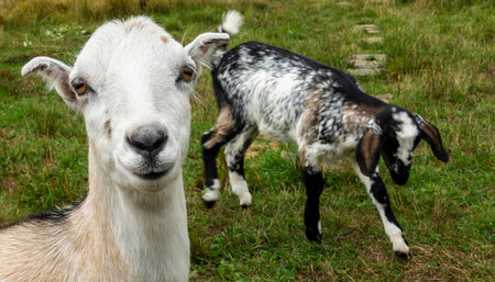 Curious cute goat posing in front of the camera