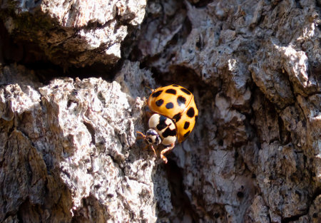 Ladybugs on tree bark during swarming