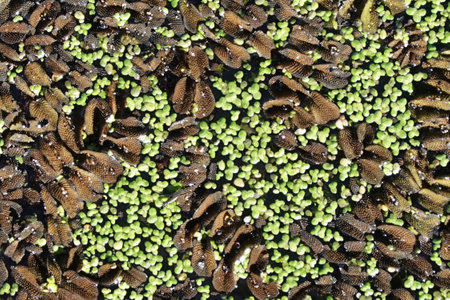 Marsh of the dead arm of the Laborec river, Slovakia Oborinの写真素材