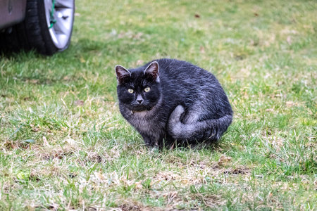 The cat observes the photographer from a safe distanceの写真素材