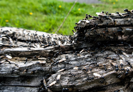 A species of winged black ants in an anthillの写真素材