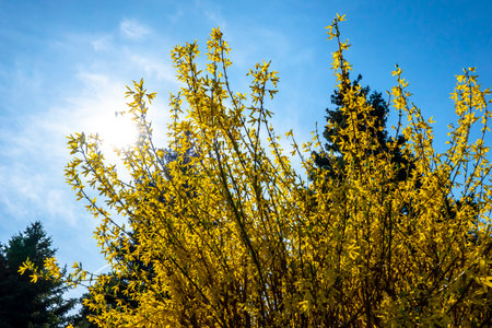 Golden rain bush in a beautiful spring season during a sunny dayの写真素材