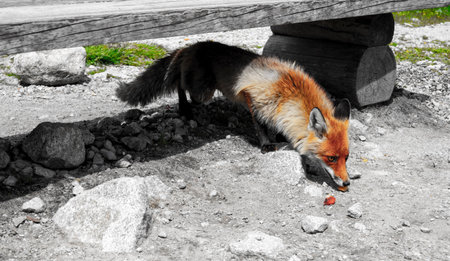 A stray mountain fox is looking for human food in the high Tatras in a mountain resort among...