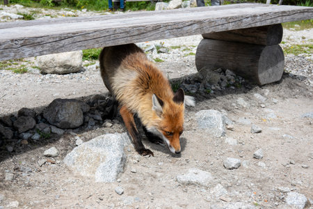 A mountain fox is looking for food in the high Tatras among tourists