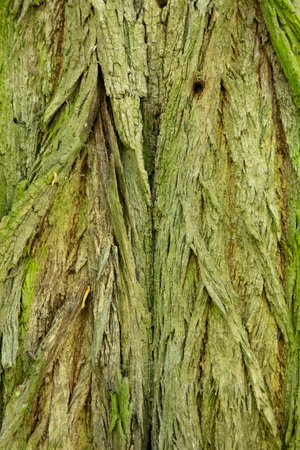 A close-up view of the bark of a treeの写真素材