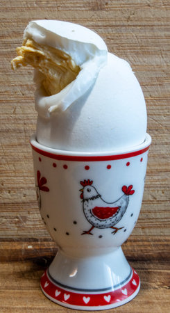 From the boiled egg, emergedの写真素材
