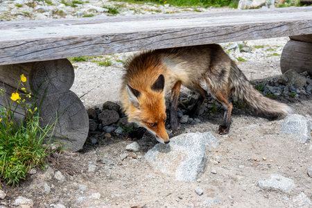 A mountain fox is looking for food in the high Tatras in a mountain resort among tourists