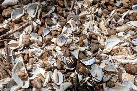 A pile of shells on the shore of Lake Zemplinska Sirava Slovakiaの写真素材