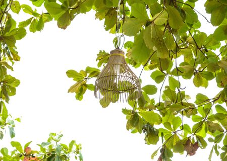 Background light leaf weaving on the beach の写真素材