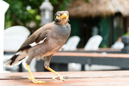White-vented Myna it is a very beautiful bird の写真素材
