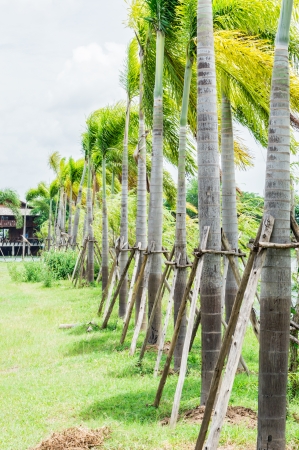 Trees in the garden with a prop tree.To protect trees.
Falling.の写真素材