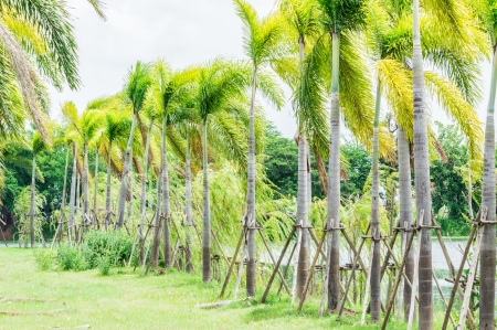 Trees in the garden with a prop tree.To protect trees.
Falling.の写真素材