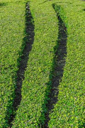 Landscaping trees on the resort.The result of ideas. Creativity makes a beautiful garden.