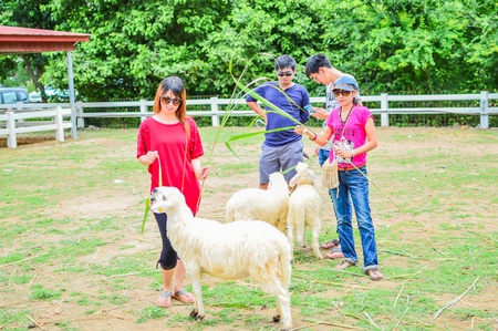 PHETCHBURI, THAILAND- JULY 21: Unidentified groups of men and women are feeding the sheep on July 21, 2013 in Swiss Sheep Farm, Phetchburi, Thailand.のeditorial素材