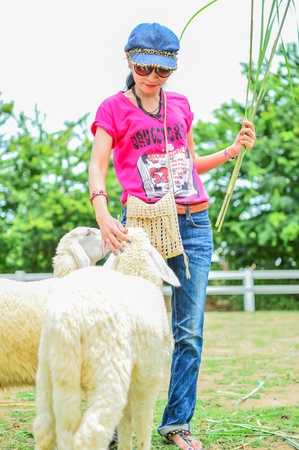 PHETCHBURI, THAILAND- JULY 21: Unidentified women are feeding the sheep on July 21, 2013 in Swiss Sheep Farm, Phetchburi, Thailand.のeditorial素材