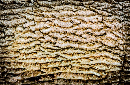 The surface of the tree. For text, image and web site wallpaper.の写真素材