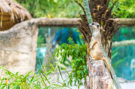Meerkat standing upright.の写真素材