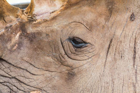 Close-up Rhino's eyes.の写真素材