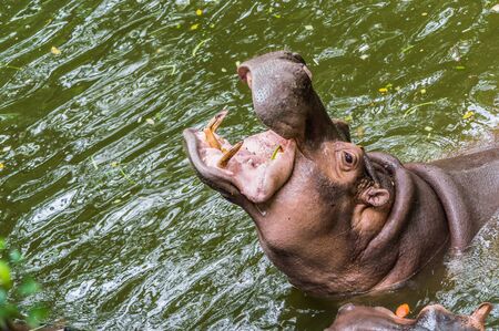 Hippo in the river.の写真素材