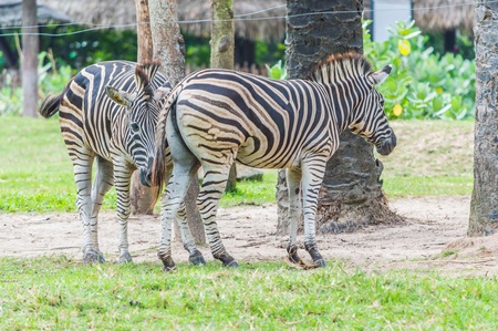 Zebras in love.の写真素材