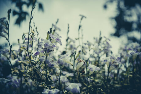 Vintage photo of meadow with purple flowers.の写真素材